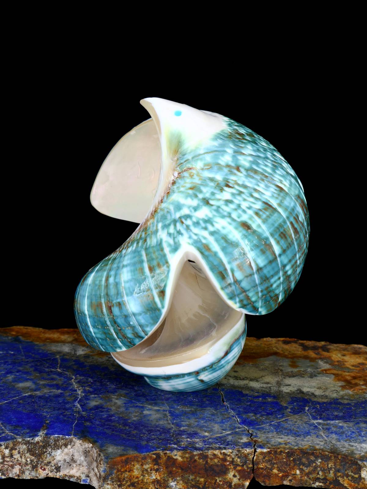Fetiche Zuni de Águila de Concha de Caracol Verde