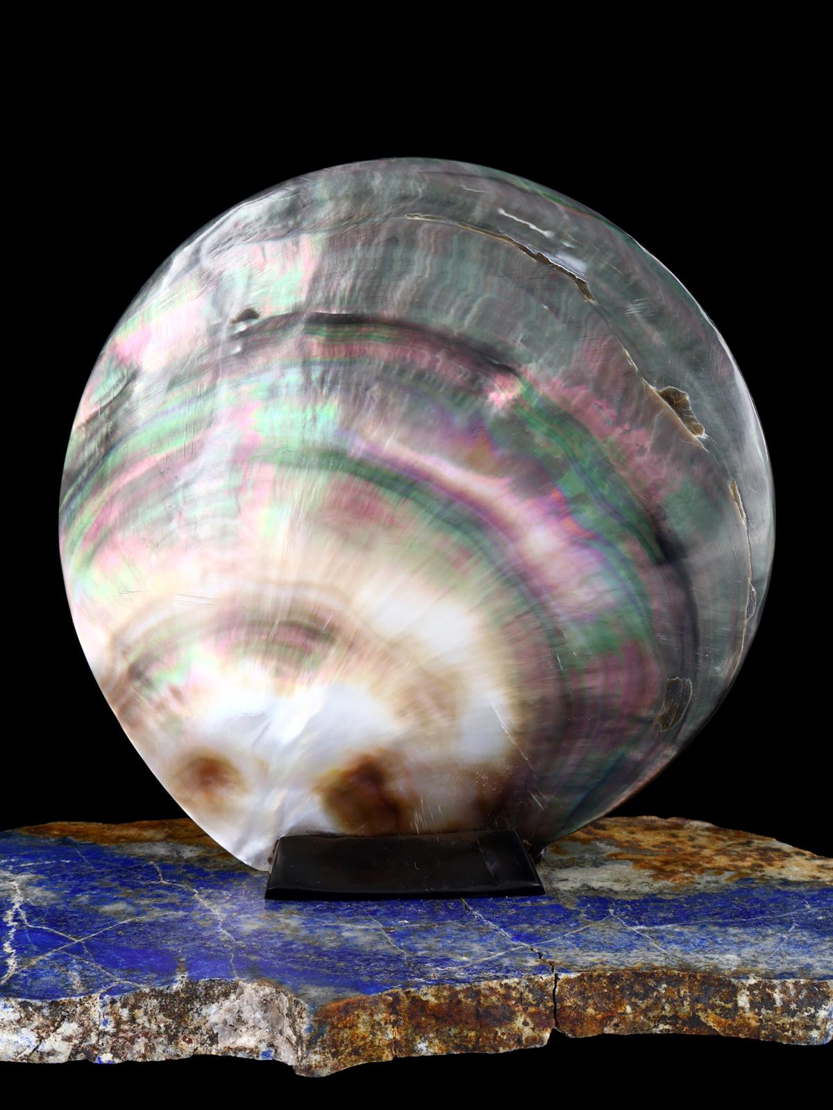 Bigfoot Shell Zuni Fetish - PuebloDirect.com