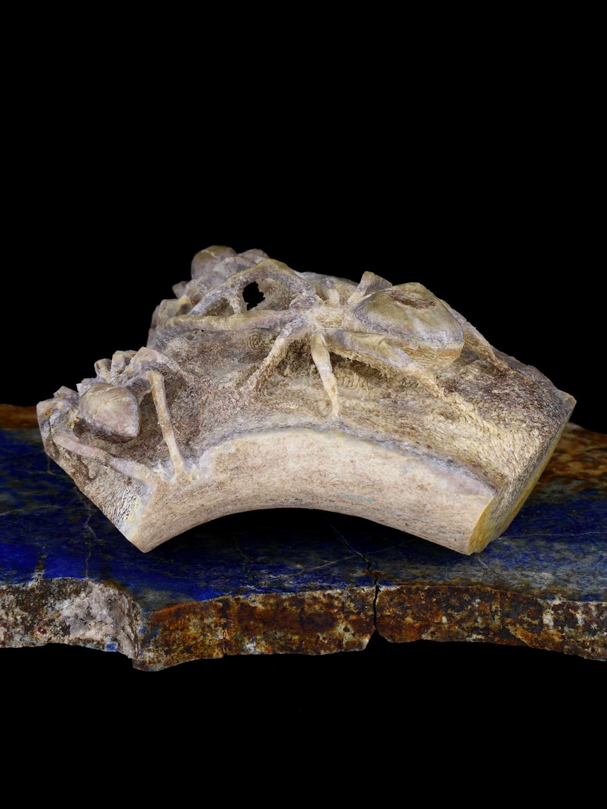 Fétiche de Zuni d'araignée de bois