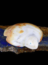 Shell Turtle Zuni Fetish - PuebloDirect.com