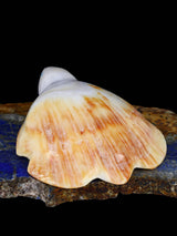 Shell Turtle Zuni Fetish - PuebloDirect.com
