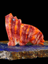 Spiny Oyster Coyote Zuni Fetish - PuebloDirect.com