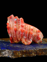 Spiny Oyster Coyote Zuni Fetish - PuebloDirect.com