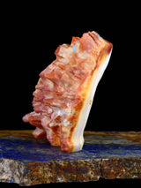 Spiny Oyster Coyote Zuni Fetish - PuebloDirect.com