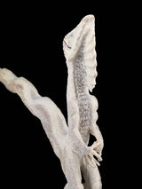 Antler Lizard Zuni Fetish Carving - PuebloDirect.com