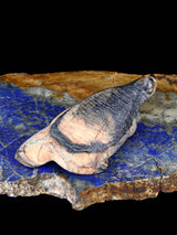 Picasso Marble Badger Zuni Fetish - PuebloDirect.com