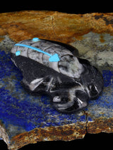 Fossilized Orthoceras Frog Zuni Fetish - PuebloDirect.com