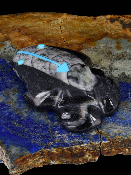 Fossilized Orthoceras Frog Zuni Fetish - PuebloDirect.com