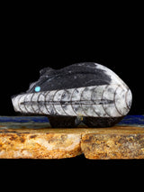 Fossilized Orthoceras Bear Zuni Fetish