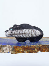 Fossilized Orthoceras Bear Zuni Fetish
