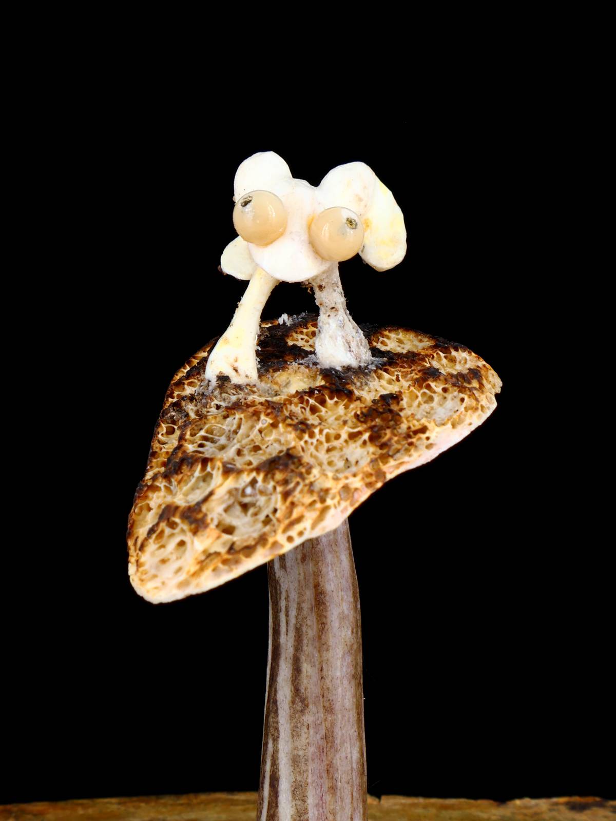 Bois de Lapin Zuni Fétiche