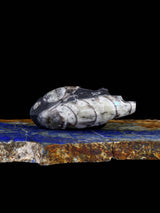 Fossilized Orthoceras Bear Zuni Fetish