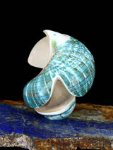Fetiche Zuni de Águila de Concha de Caracol Verde