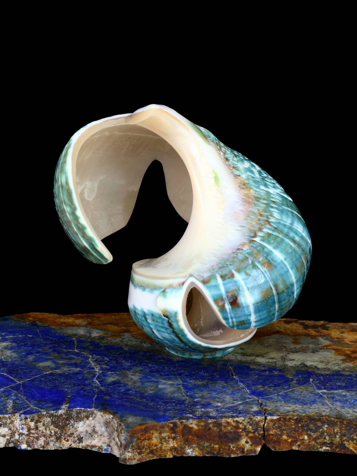 Fetiche Zuni de Águila de Concha de Caracol Verde