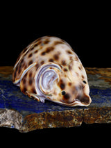 Shell Mouse Navajo Carving - PuebloDirect.com