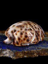 Shell Mouse Navajo Carving - PuebloDirect.com