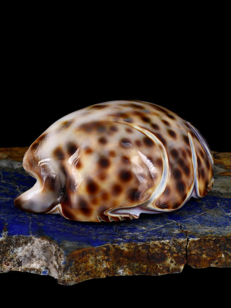 Shell Mouse Navajo Carving - PuebloDirect.com