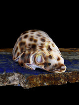 Cowrie Shell Mouse Navajo Carving M099 - PuebloDirect.com