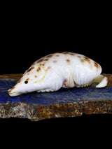 Cowrie Shell Mouse Navajo Carving M099 - PuebloDirect.com