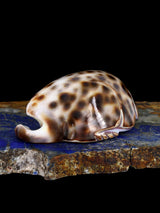 Cowrie Shell Mouse Navajo Carving M099 - PuebloDirect.com