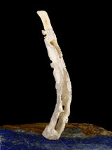 Antler Eagle Famille Zuni Fétiche